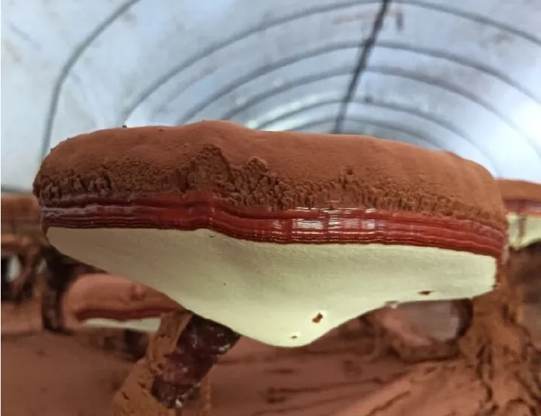 ������&ldquo;5��&rdquo;�Ʊ���